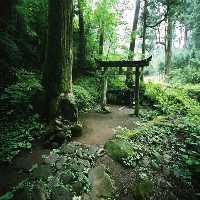 Forest Shrine Fun Escape