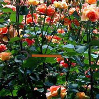 WowEscape Blossom Rose Garden Escape